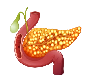 ERCP Test Mumbai. Gall  Bladder Stones Removal